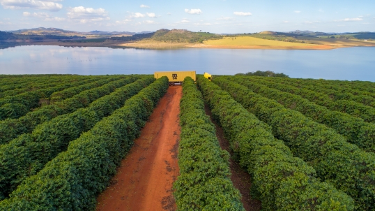 Coffee plantation with a yellow truck carrying a MSC container. In the background, the sunset.