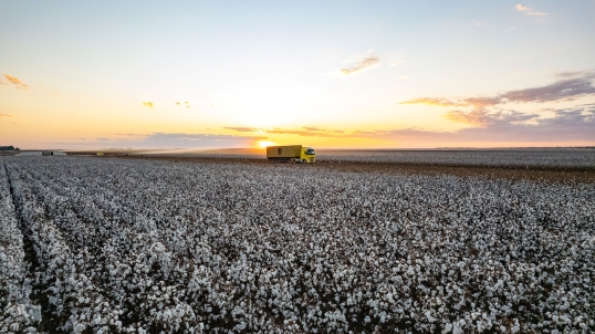 Cotton plantation with a yellow truck carrying a MSC container. In the background, the sunset.