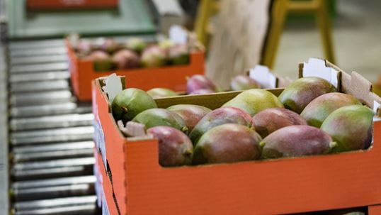Box full of mangoes