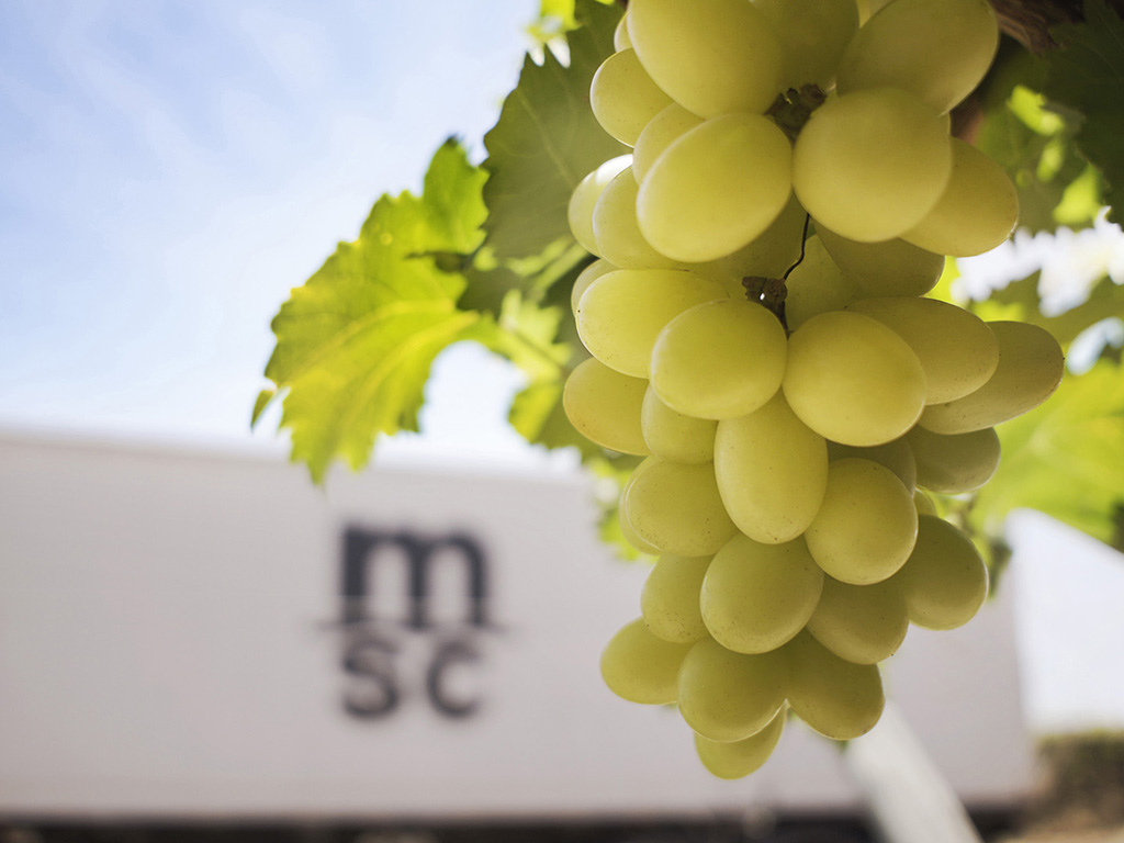 Green grapes in a tree
