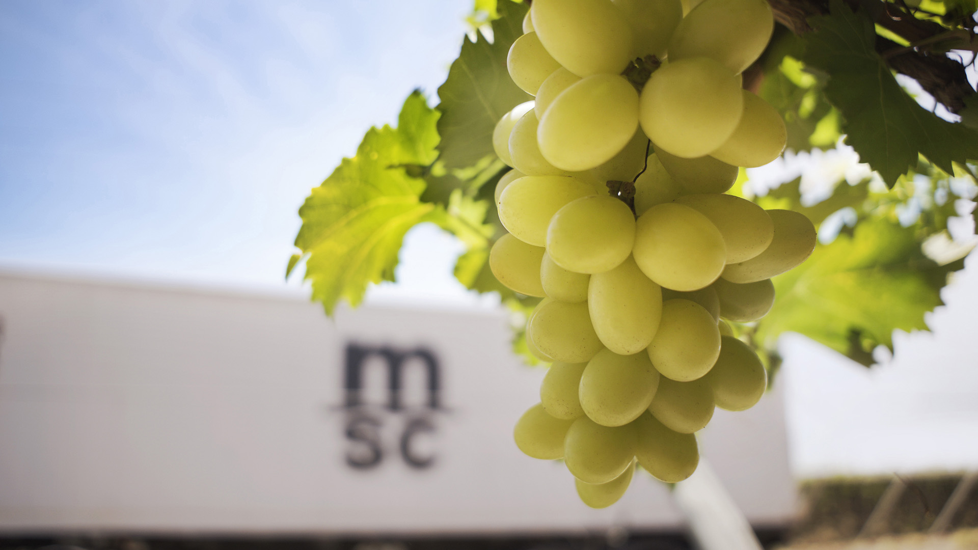 Green grapes in a tree
