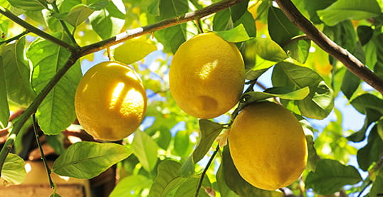 Oranges in a tree