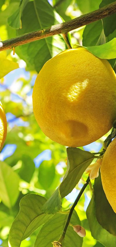 oranges in a tree