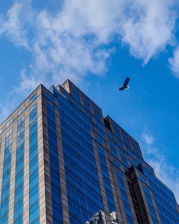 Eagle flying towards MSC New York office building