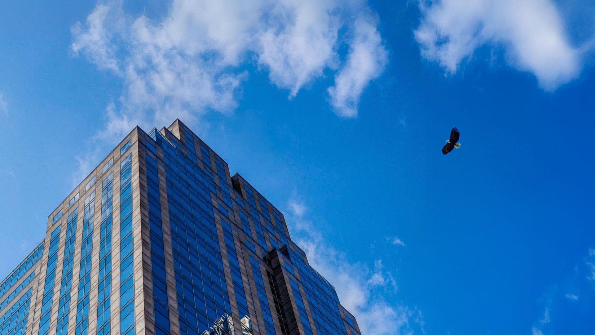 Eagle flying towards MSC New York office building