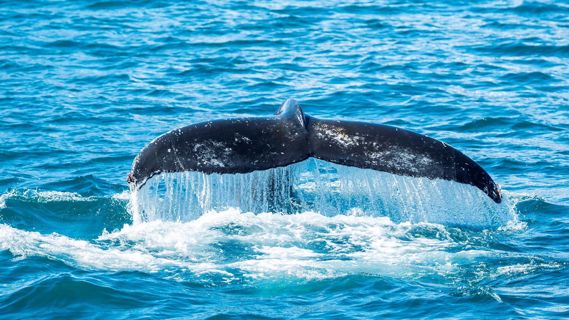 Whale's tale coming out of the ocean while diving in the blue ocean