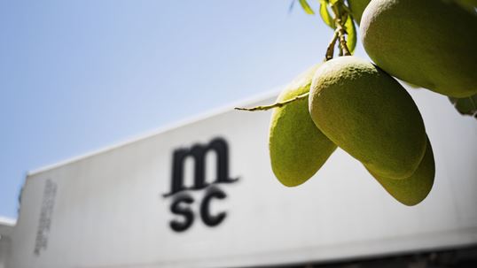 MSC Reefer truck in mangoes plantation 