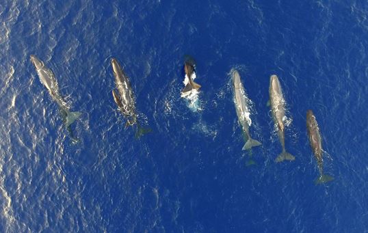 A sperm whale social unit of Kefalonia along the Hellenic Trench