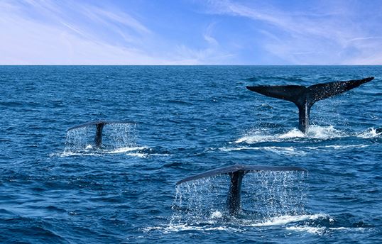 Whales swimming in the ocean flashing their tails out of the water